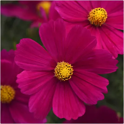 Cosmos Sonata Carmine Mini Bedding Basket Plug Plants X 12 For Potting On • £14.99