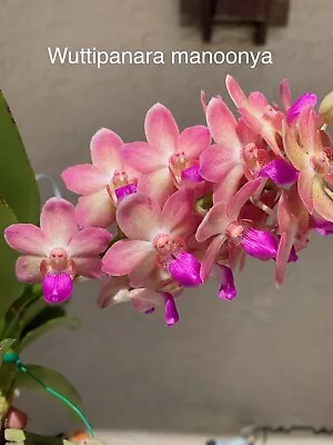 Woottipanara Manoonya  Orchid   Fragrant Blooming Size • $40