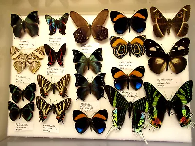 £24 • Buy StoreBox 6 (19) Tropical Butterflies Moths Entomology Insect Lepidoptera