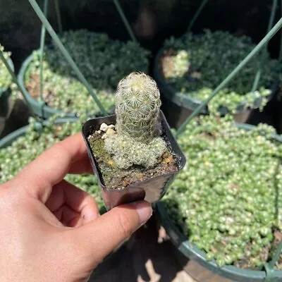 2  Pot 4”pot Cactus Plants Mammillaria Elongata • $6.99