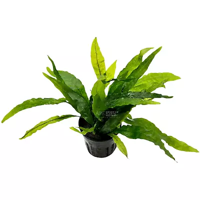 Java Fern Narrow Leaf | Aquarium Plants Factory® • $13.99