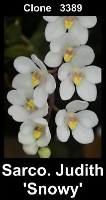 $30 • Buy OoN Sarcochilus Clone 3389 Judith 'Snowy' Orchid 125mmPots FS