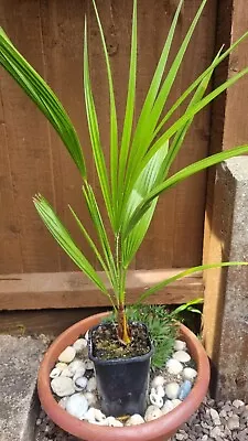 Hardy Fan Palm Chamaerops Humilis 55-65cm • £10