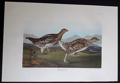 $250 • Buy Audubon's Double Elephant Folio  382-Sharp-tailed Grous   Amsterdam Edition