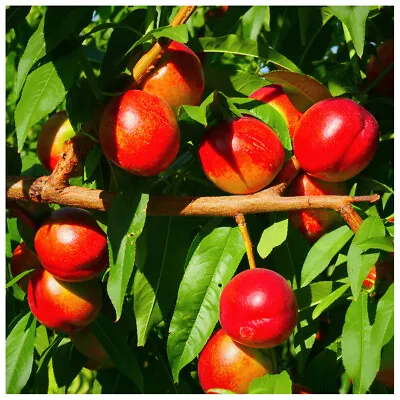 £27.99 • Buy Nectarine 'Fantasia' 3-4ft Self-fertile,Frost Resistant With Large Fruit