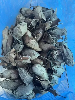 20X Empty Polyphemus Moth Cocoons Antheraea Polyphemus For Displays Or Education • $20