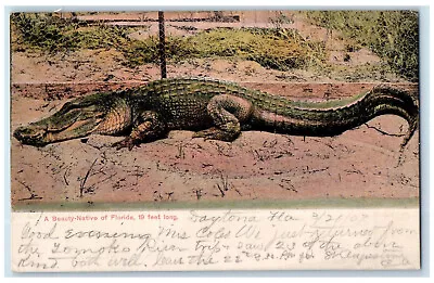 1907 Crocodile A Beauty-Native Of Daytona Florida FL Metuchen NJ Postcard • $14.98