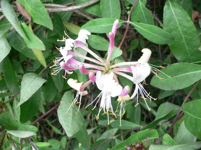 £7.95 • Buy Lonicera Giraldii Honeysuckle Aromatic Scented Climbing Shrub 9cm & 17cm Pot