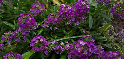 Alyssum Lobularia Maritima Wonderland Mulberry Mix Seed  • $3