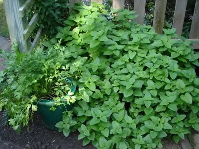 Mint Strawberry Edible Aromatic Herb Plant Bees Butterflies Ground Cover 9cm Pot • £5.64