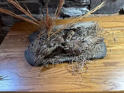 Bobwhite Quail Pair Taxidermy Log Cabin Decor Mount Birds • $200