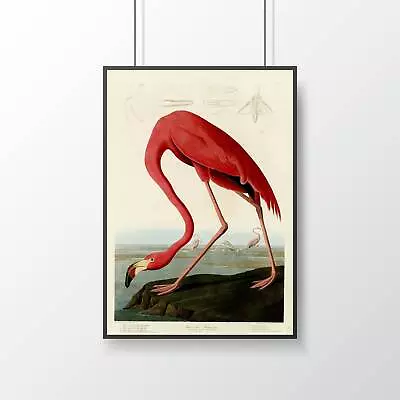 £23.99 • Buy American Flamingo Poster - John James Audobon - Print - Wall Art - Lounge -