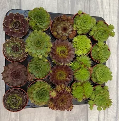Single Sempervivum Succulent • £2.50