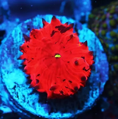 Deadpool Blastomussa Zoanthids Paly Zoa SPS LPS Corals WYSIWYG • $8.50