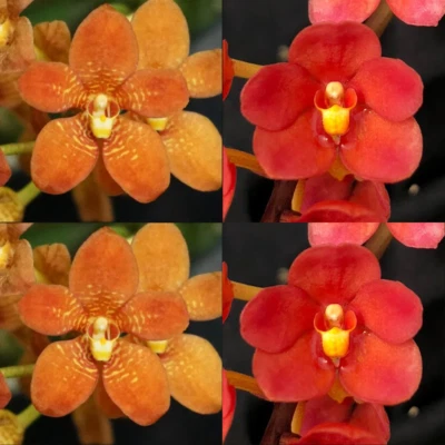 $13 • Buy Sarcochilus Orchid Seedling. J106 (Kulnura Taser 'Oh My' X Kulnura Opus 'Vision'