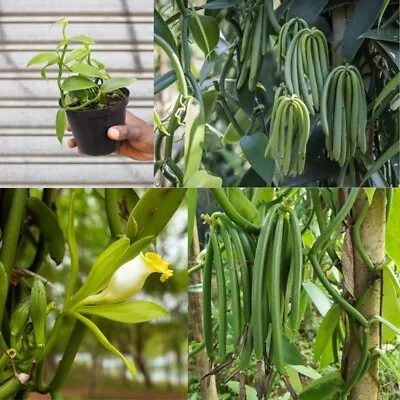 Variegated Vanilla Bean Orchid Planifolia Variegata New Live Plant Cutting • $17.69