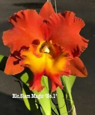 Cattleya Mericlone Seedling Plant....Rlc.Siam Magic #1 • $11