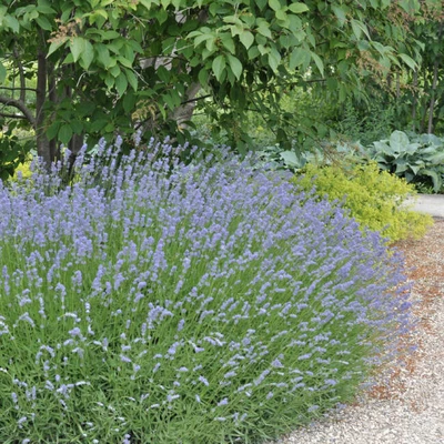£3.89 • Buy Lavender Grappenhall - English Lavender