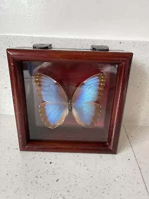 Helena Morpho Blue Butterfly Framed Jewelry Box • $59