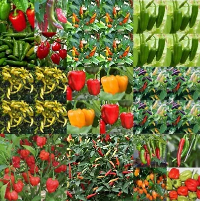 🌶️ Chilli Large Plug Plants X3 Or X6 Random Mix - Ready Now - Post Out Mon-Wed • £9.99