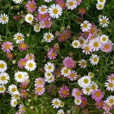 Erigeron Daisy Karvinskianus Profusion Hardy Sow Feb-Sep. Fab For Bees 60 Seeds • £3.87