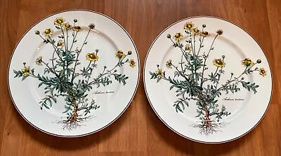 Villeroy Boch BOTANICA Anthemis Tinctoria 10.4” Dinner Plates —SET OF 2 • $49