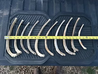 10 Cow Calf Bull Bovine Rib Bones (Long) Lot Of 10 Ribs Wind Chimes Bos Taurus • $14.99