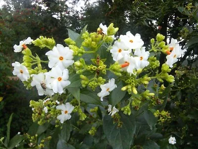 Nyctanthes Arbor Tristis 10 Seeds Fragrant Night Jasmine Shrub Or Small Tree • £3.16