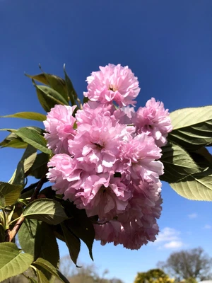 Prunus Kanzan Bare Root Flowering Cherry Tree 120-150cm Plant Colt Rootstock • £27.99