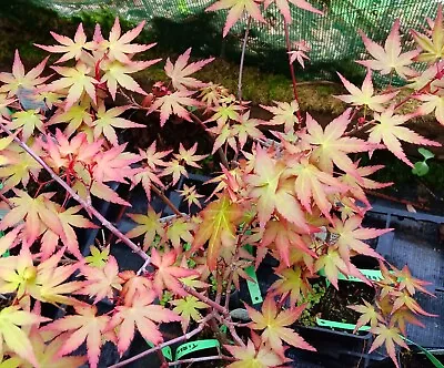 Acer Palmatum Tirza In 9cm Pot Ideal Bonsai Subject Maple • £15.75