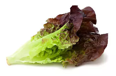 1000 RED ROMAINE LETTUCE SEEDS ~ Heirloomseedguy ~ 2024 ~ NON-GMO • $1.67