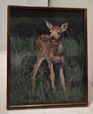 Charles Frace ~  New Arrival  ~ Huge! 17 X21  Framed Print ~ Baby Deer Fawn  • $45