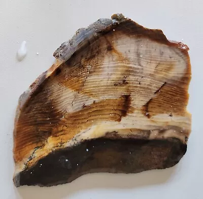 Petrified Wood Lapidary Slab McDermitt 241 Grams Domestic Shipping Included  • $28