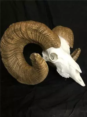 $650 • Buy Bighorn Sheep Repro B&C 200  +  Deer Elk Antlers Antler Taxidermy Horns