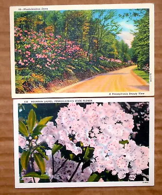Pennsylvania PA Rhododendron Mountain Laurel Flower 2 Vtg Linen Postcards Unused • $6.24