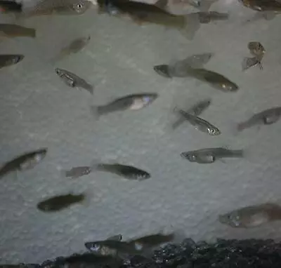 Quinn's Fins- Gambusia Affins- Live Mosquitofish (500 Pack) • $300