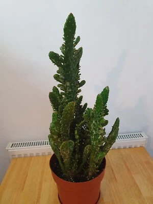 £3.50 • Buy 2 X10cm Rooted Cutting Cactus Opuntia Monacantha  🌵 Cactus 🌵 