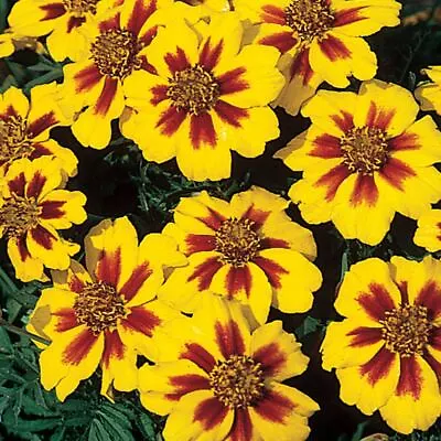 French Marigold Naughty Marrietta Seeds Dwarf Compact  FREE SHIPPING • $2.79