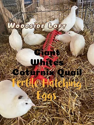 12 FERTILE  Giant White Coturnix Quail Hatching Eggs . • $15