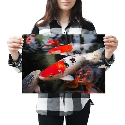 A3 - Koi Carp Pond Fish Japanese Poster 42X29.7cm280gsm #21765 • £8.99