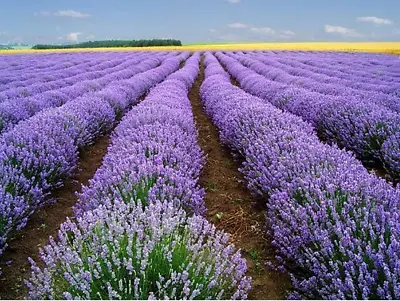 200+ Lavender Vera Seeds -- Heirloom -- Strong Scent - Medicinal • $2.88