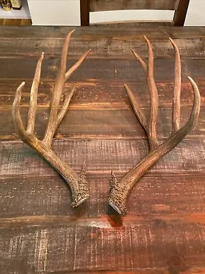 Wild Mule Deer Antlers Set—4x5 Point  Found In Idaho • $85