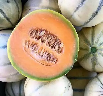 Charentais Cantaloupe Seeds 25+ French Melon Fruit USA SELLER FREE SHIPPING • $2.45