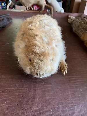 Antique Taxidermy Mount Small Animal Beaver • $99
