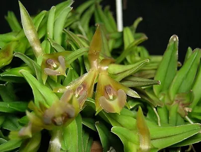 BIN-Epidendrum Schlecterianum -Collector's Item! Very Easy To Grow! Unique! • $54.99