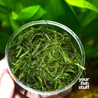 Java Moss Portion In 3 W X 2 H Cup Easy Live Fresh Water Aquarium Plants • $9.55