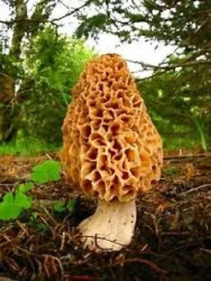 Yellow Morel Mushroom Morchella Esculenta Seeds Spores + Printed Instruction • $9.90