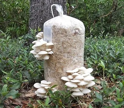 2 X 42gr/1.5(oz.)WHITE PEARL OYSTER /MUSHROOM SPAWNSEEDS/FOR LOGS AND SUPSTRATS • $14.99