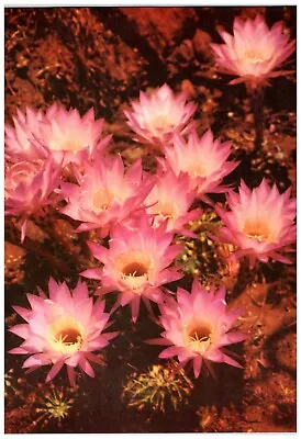 PINK EASTER LILY CACTUS FLOWER 9  X 12  Vintage 1950's Magazine Photo Page LM42 • £6.81