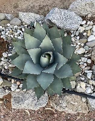 Agave Parryi • $18